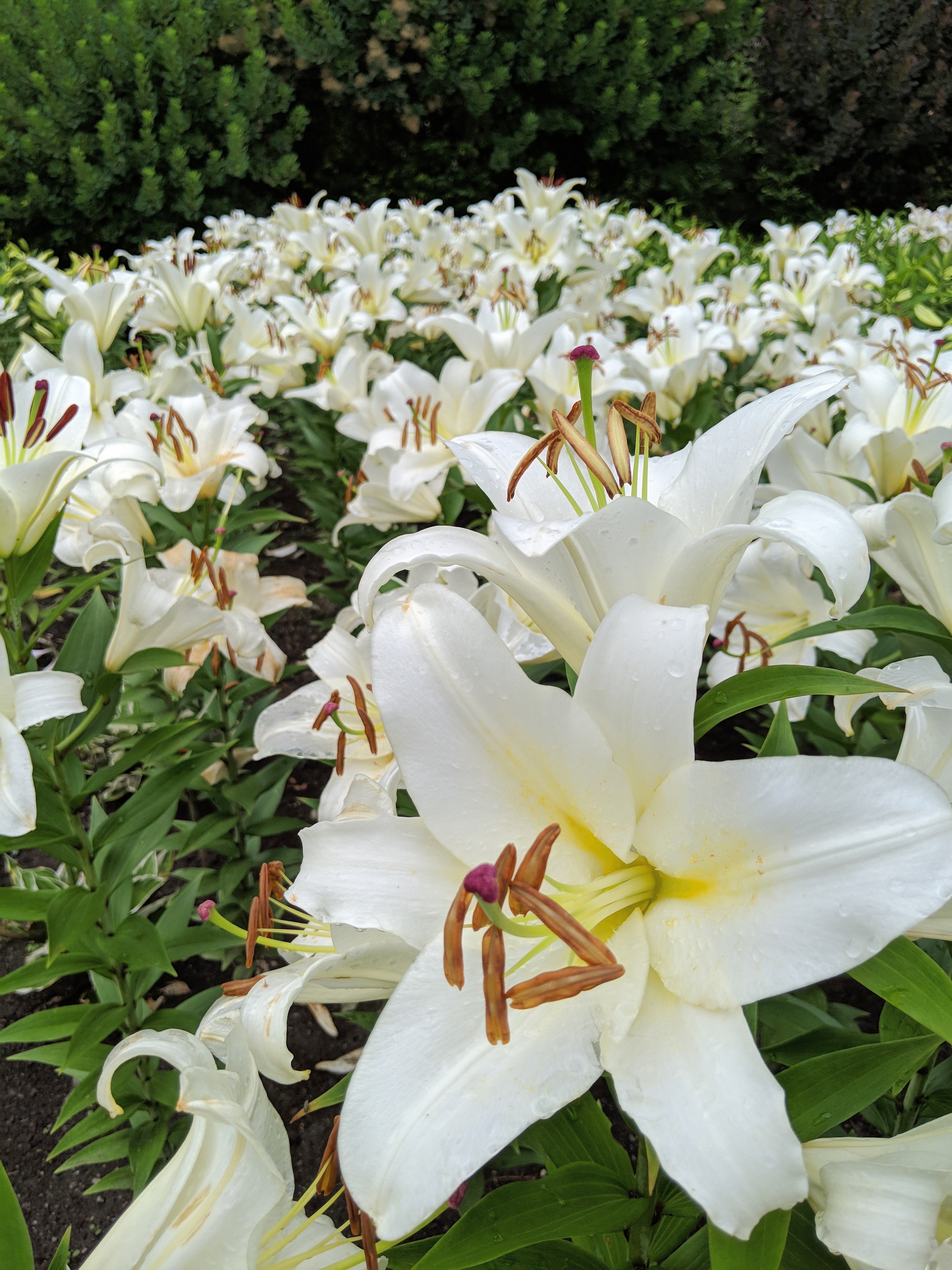White Lilies