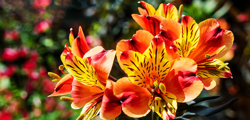 Alstroemeria