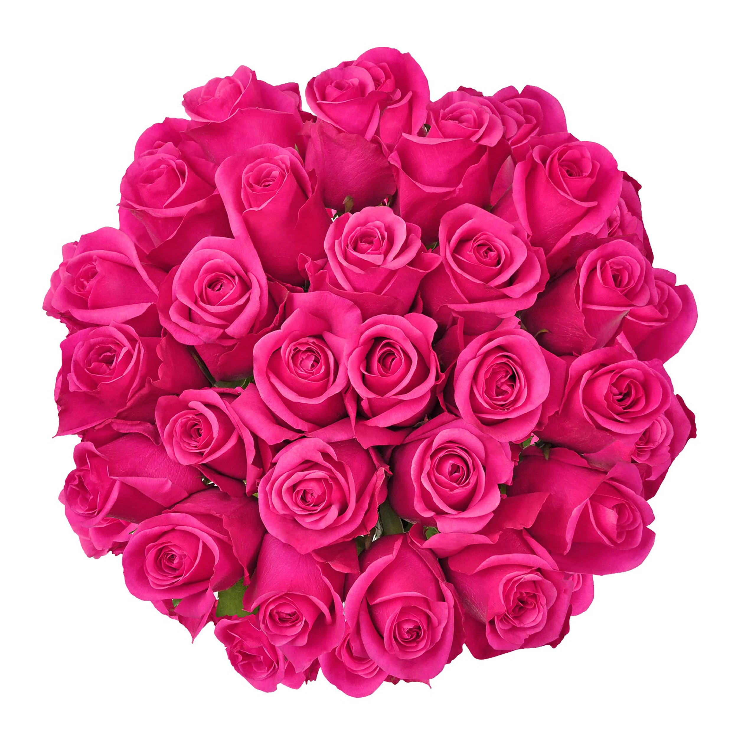 Pink Roses