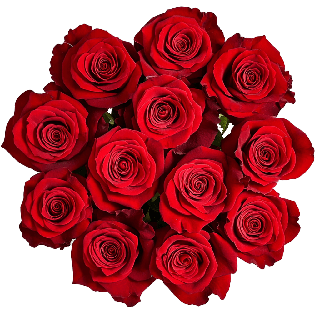 Red Roses