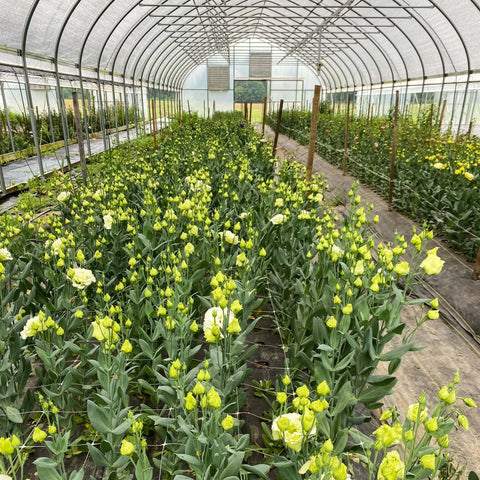 Lakeview Petals farm Naivasha Kenya